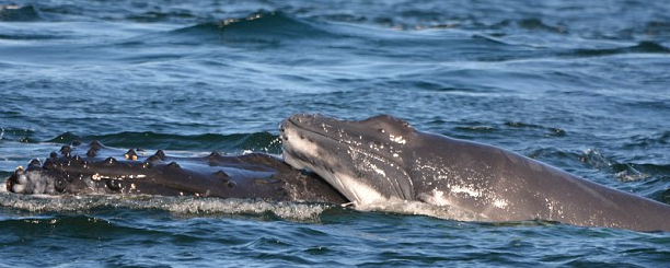 Una manada de delfines fueron grabados defendiendo a una ballena y a su cría de un grupo de ballenas machos