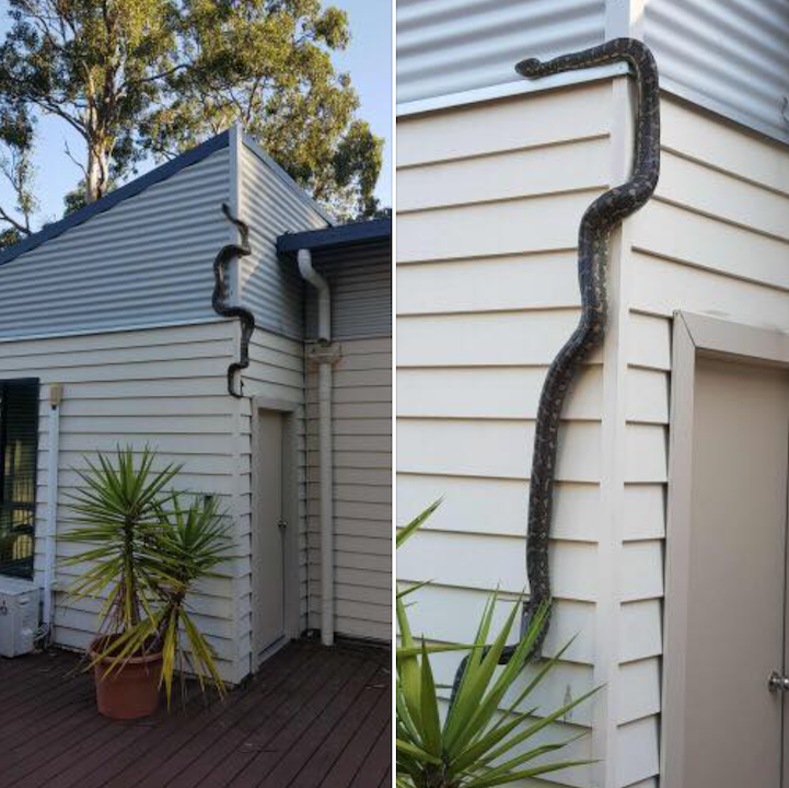 Serpiente Piton Vivia En Casa Australia, Serpiente En Casa Australia, Serpiente Pitón, Pitón, Australia, Casas
