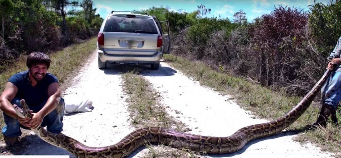 Superserpientes Serpientes Científicos Florida Especie Pitones