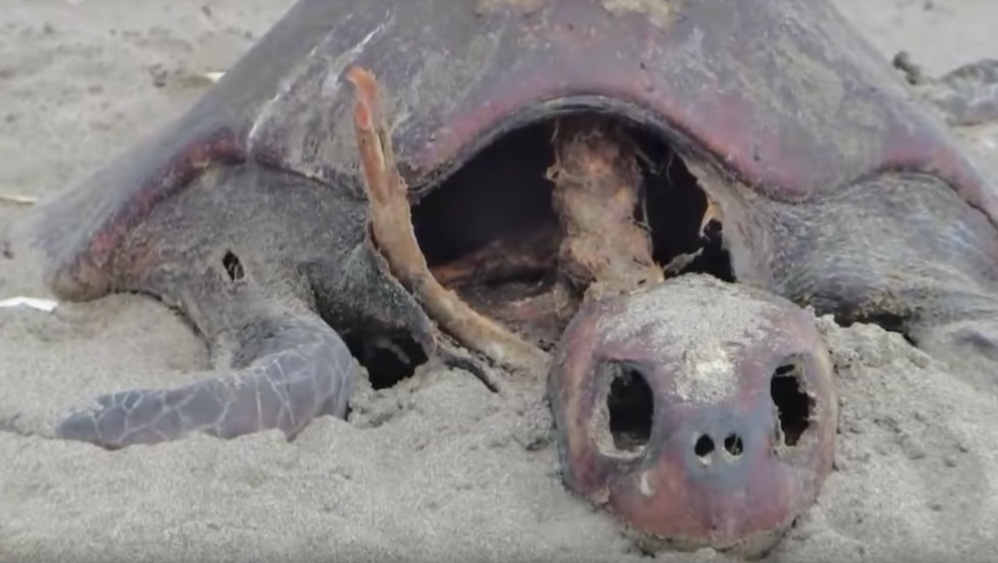IMÁGENES: Encuentran 105 tortugas muertas en playas de Chiapas
