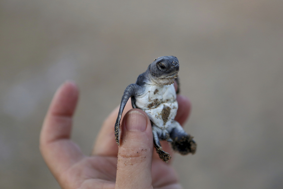 VIDEO: Fiesta en la playa provocó la muerte de decenas de tortugas en peligro de extinción