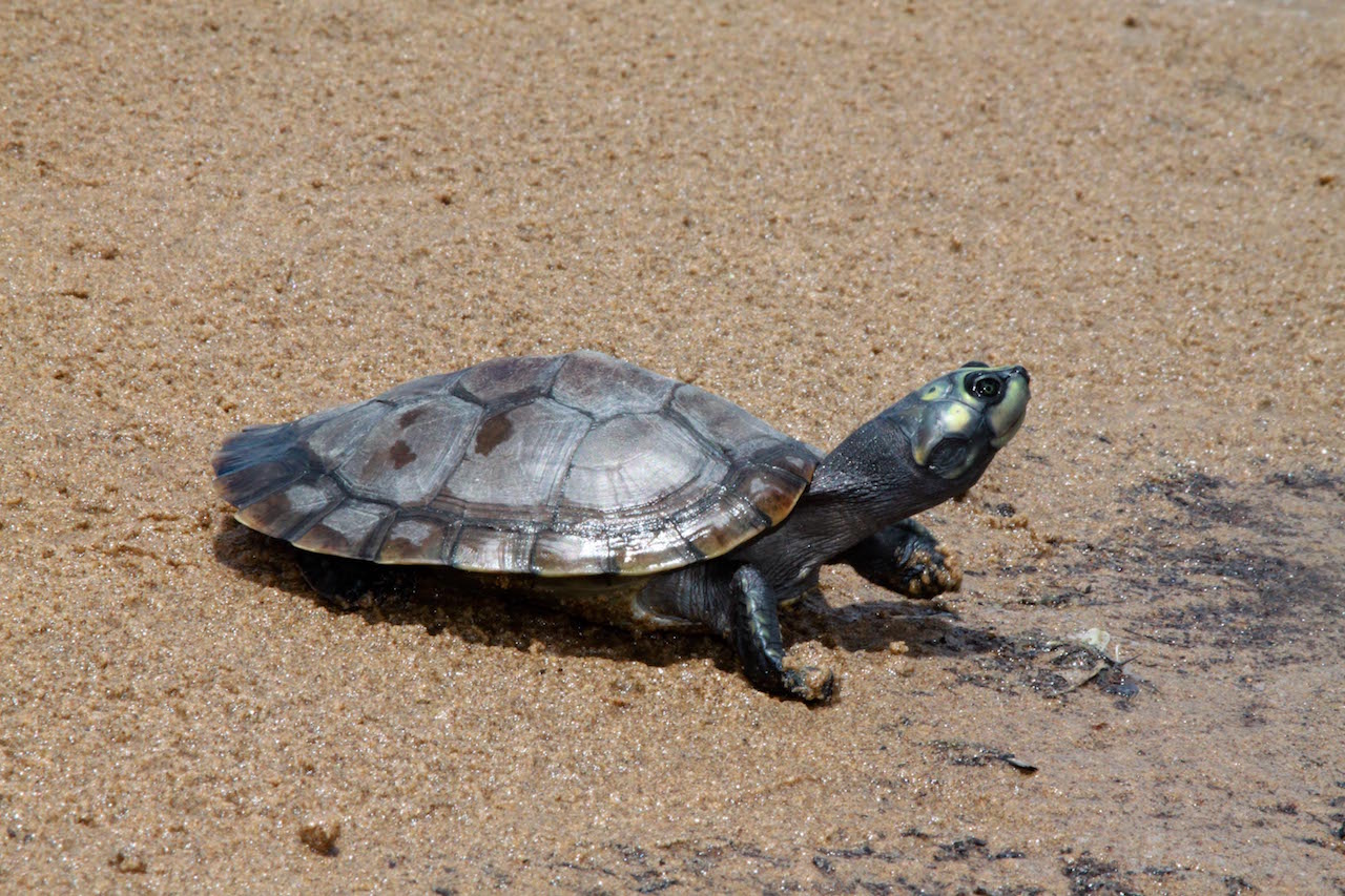 Organizador de fiesta en isla de tortugas protegidas podría pagar multa de 4 millones de pesos