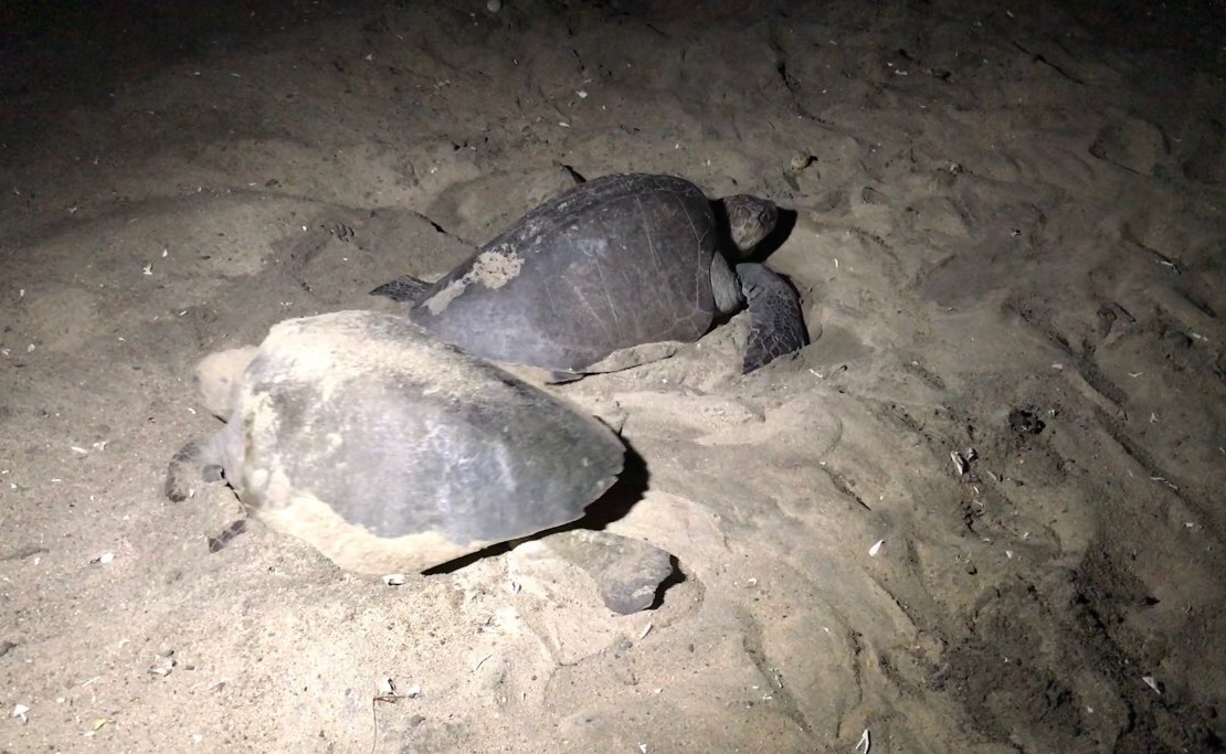 Arribo masivo de tortugas golfinas en playas de Michoacán