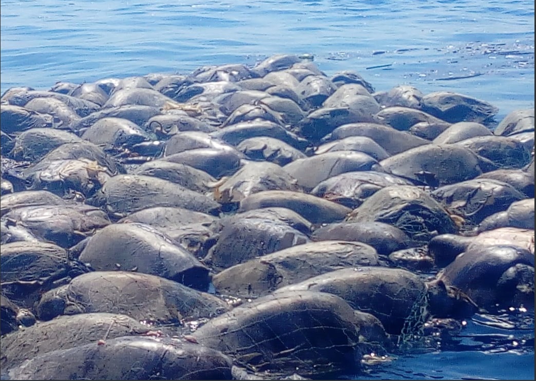 300 tortugas marinas mueren por red de pesca en Oaxaca