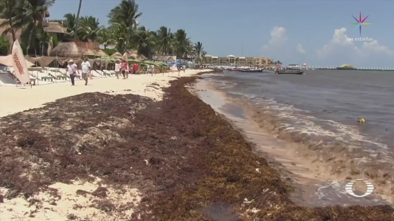 UNAM Solución Crisis Sargazo Caribe Quintana Roo