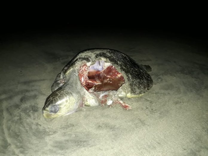 Tortugas marinas son halladas muertas en Tecpan, Guerrero