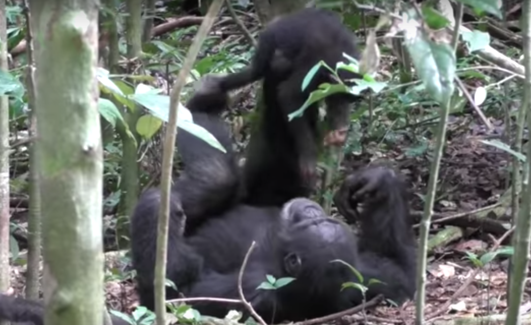 video-conmueve-chimpance-que-juega-al-avioncito-con-su-cria