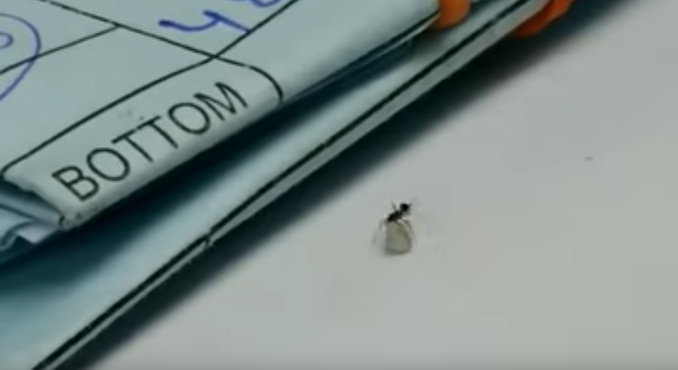 VIDEO: Hormiga roba diamante de una joyería