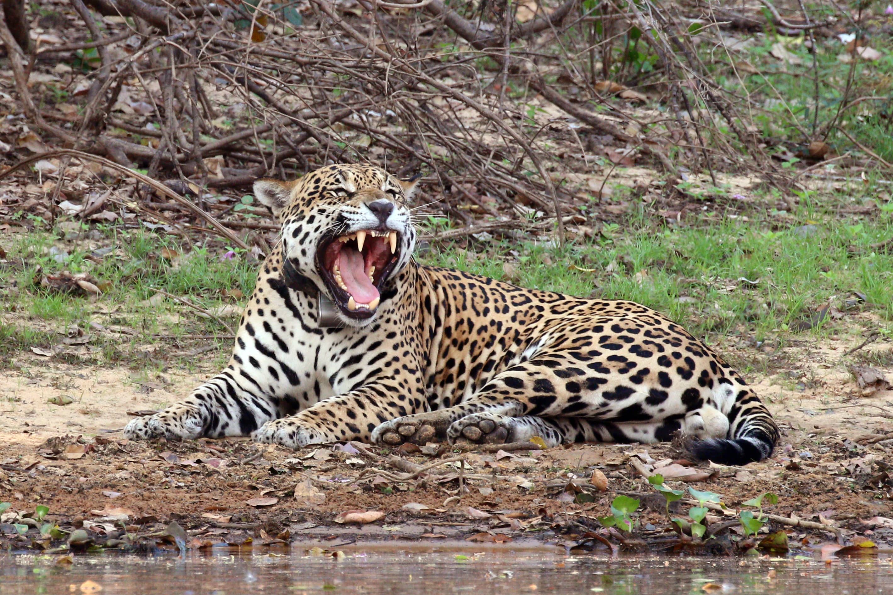 video-jaguar-y-caiman-protagonizan-impresionante-duelo-mato-grosso-brasil