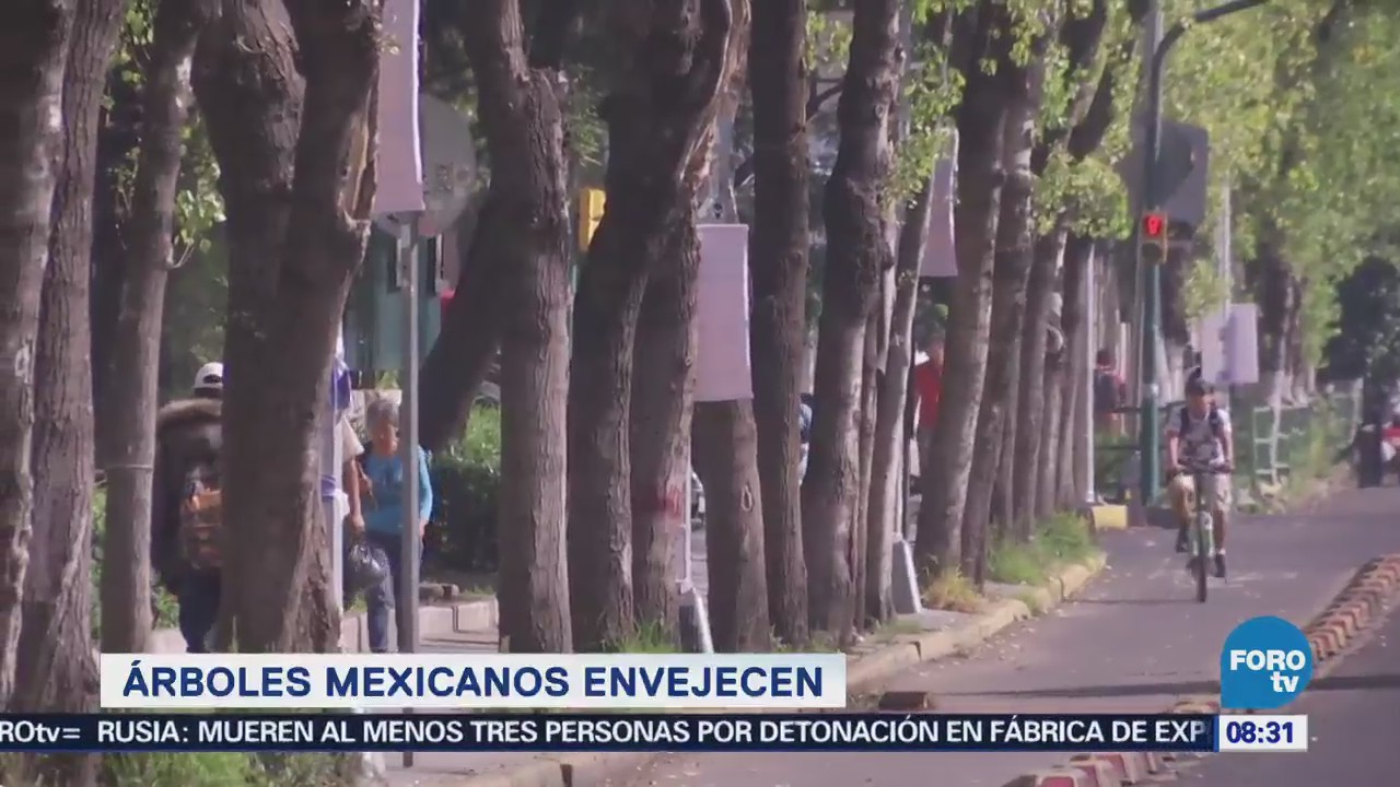 Extra Extra Árboles mexicanos envejecen