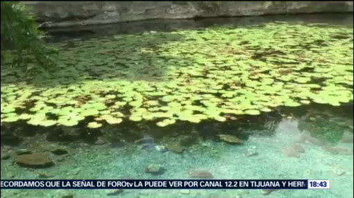 Yucatán trabaja para sanear cenotes