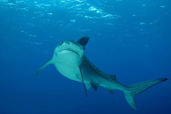 Video: buzos nadan junto a un tiburón blanco
