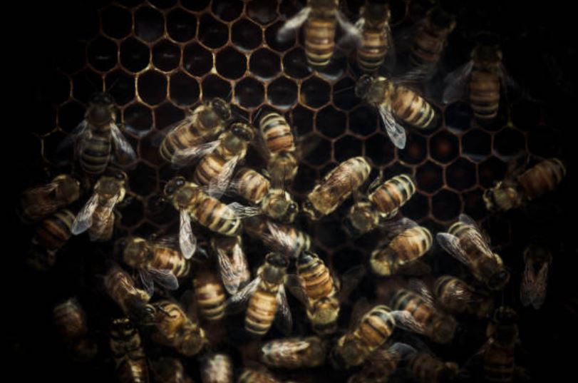 Plagas y exceso de tala destruye hábitat de abejas en Yucatán