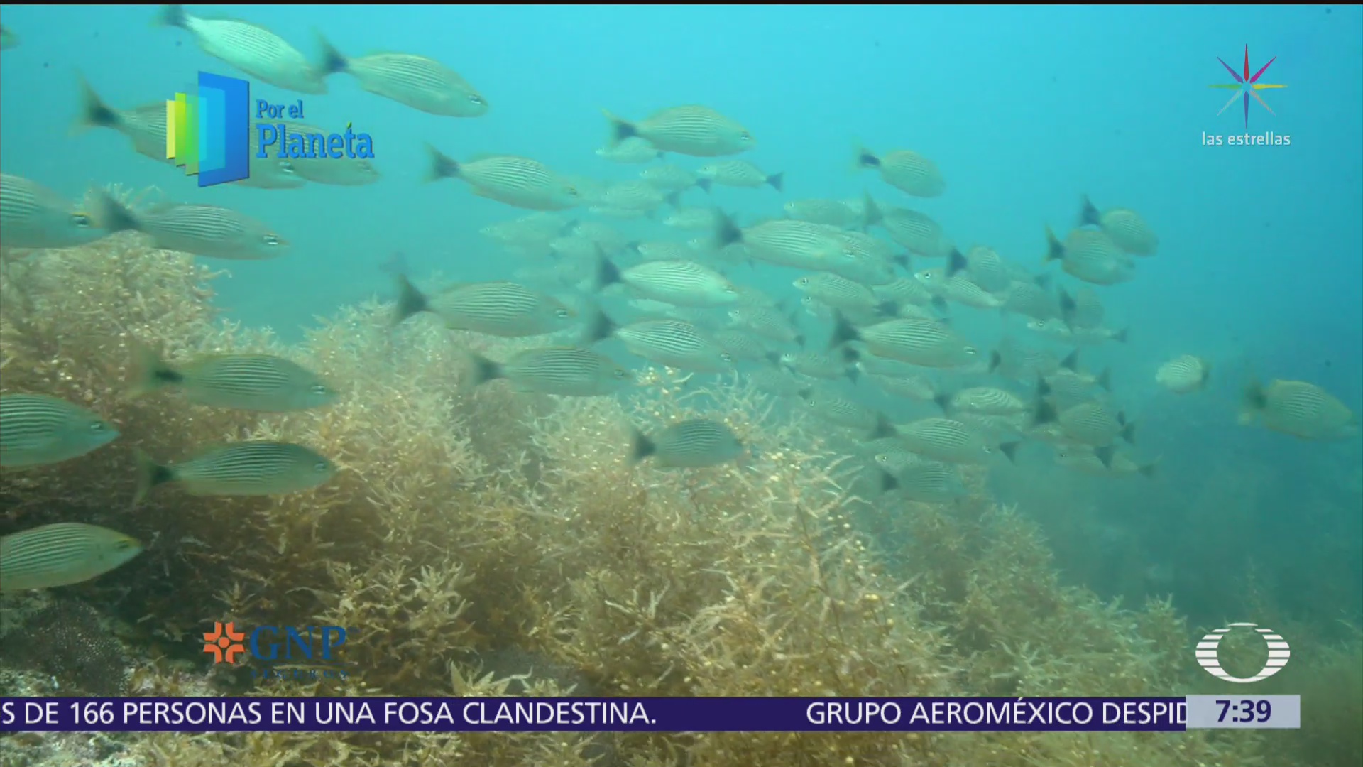 Activistas trabajan para conservar biodiversidad del Mar de Cortés