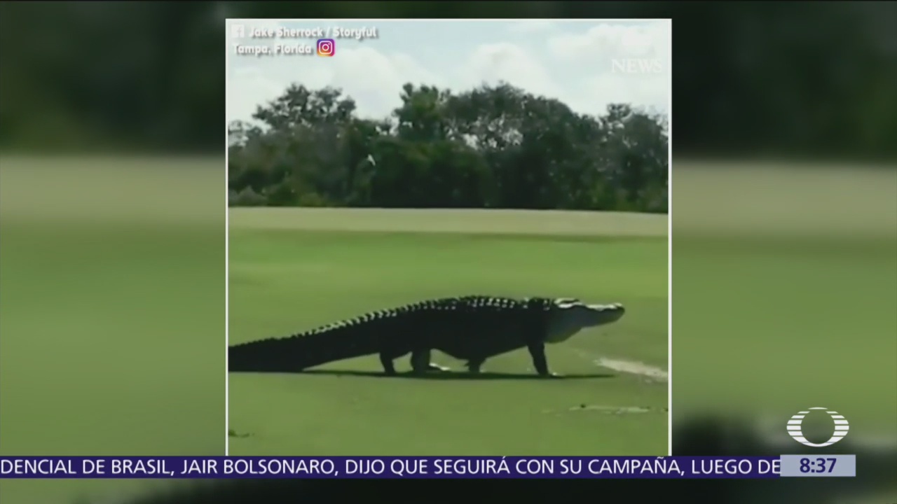 Aparece cocodrilo en campo de golf de Florida