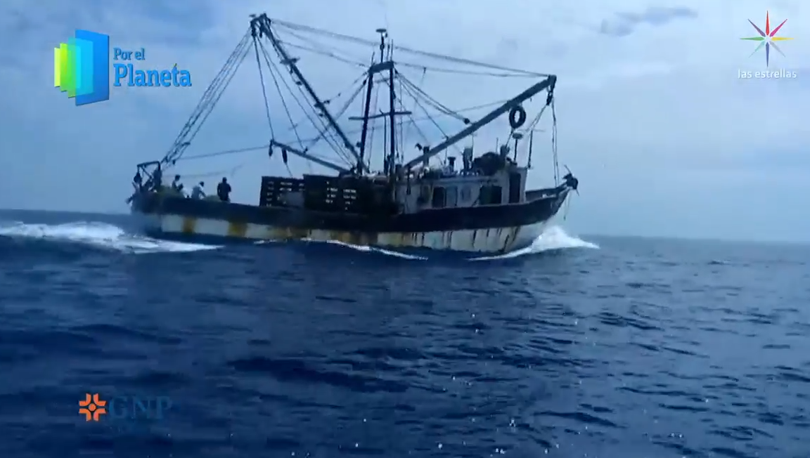 Mar de Cortés, biodiversidad amenazada por pesca incidental