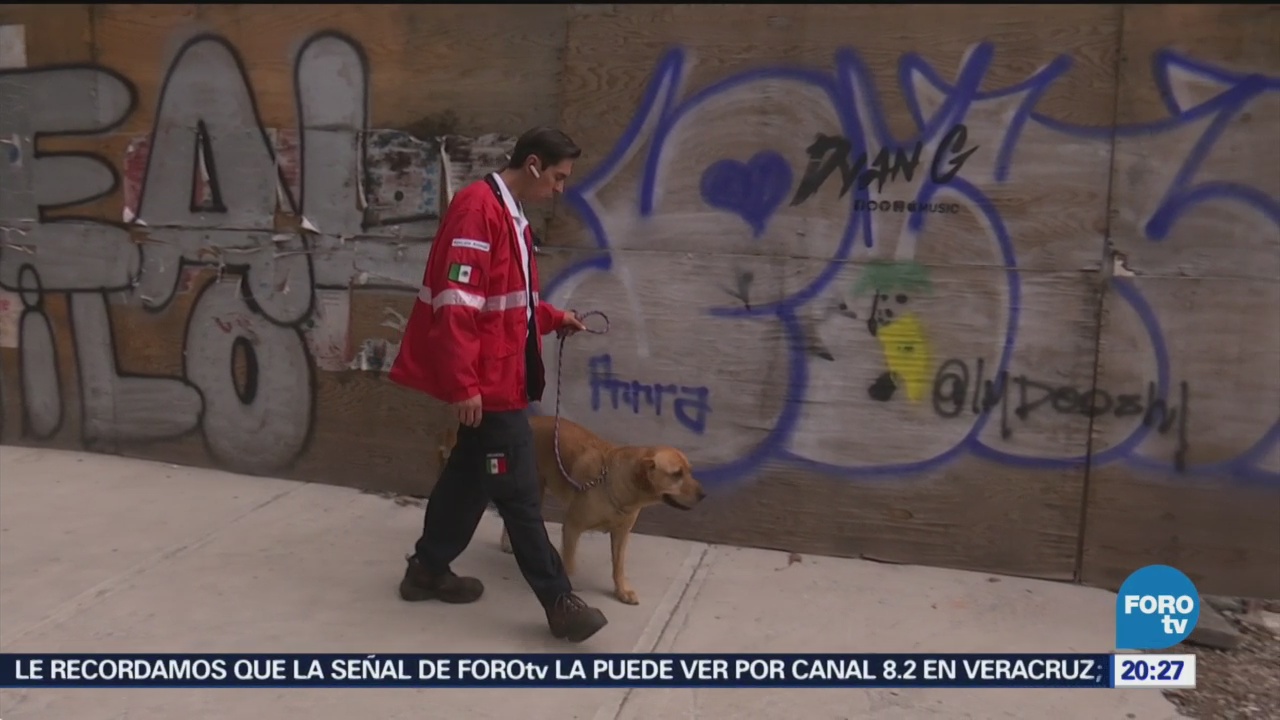 Binomios Caninos Tareas Rescate Sismo CDMX