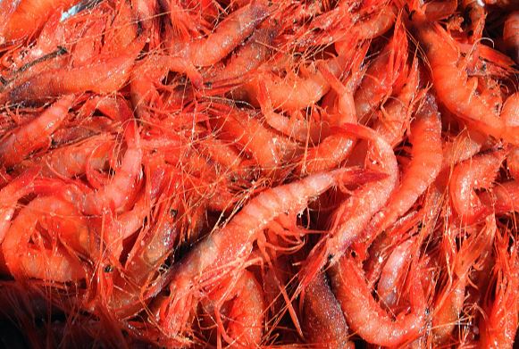 Pesca de camarón en Campeche: piden adelantar temporada