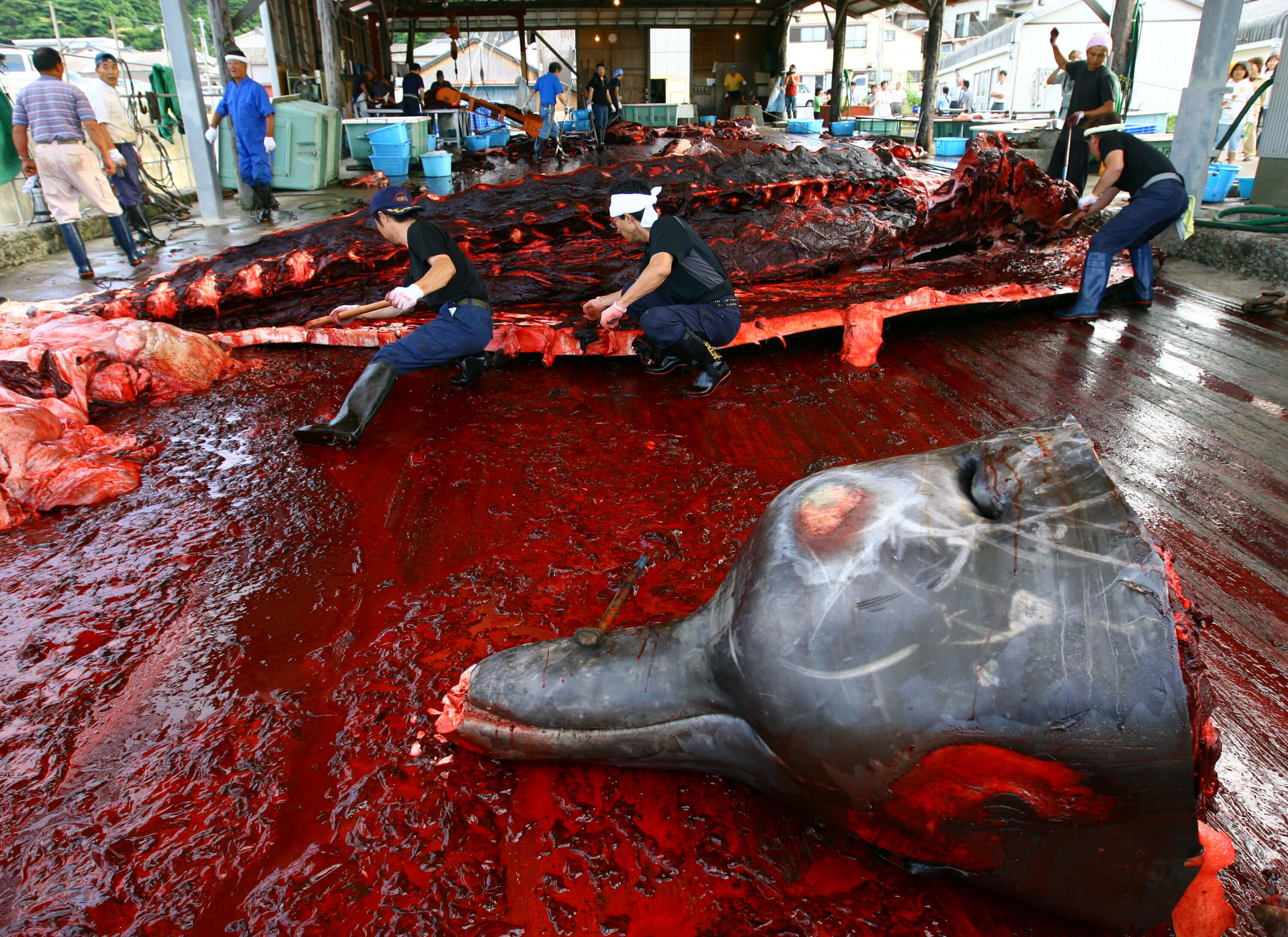 Japón propone acabar con la prohibición de caza de ballenas