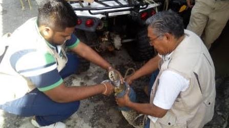 Profepa reintegra en su hábitat a cocodrilo capturado en playa de Acapulco, Guerrero