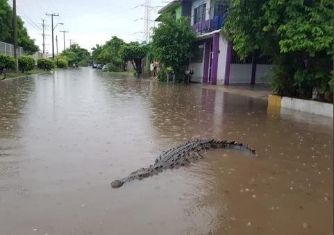 Capturan dos cocodrilos en calles inundadas de Lázaro Cárdenas, Michoacán
