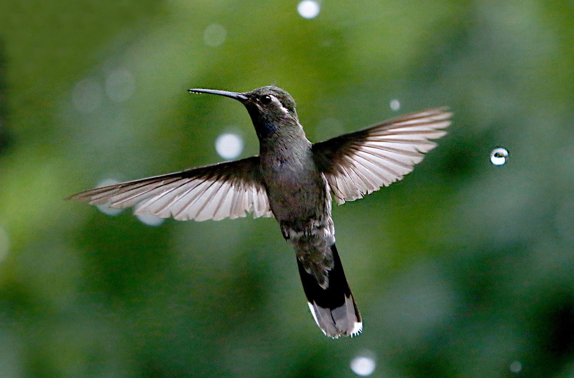 El colibrí, ave amenazada y convertida en amuleto en nombre del amor
