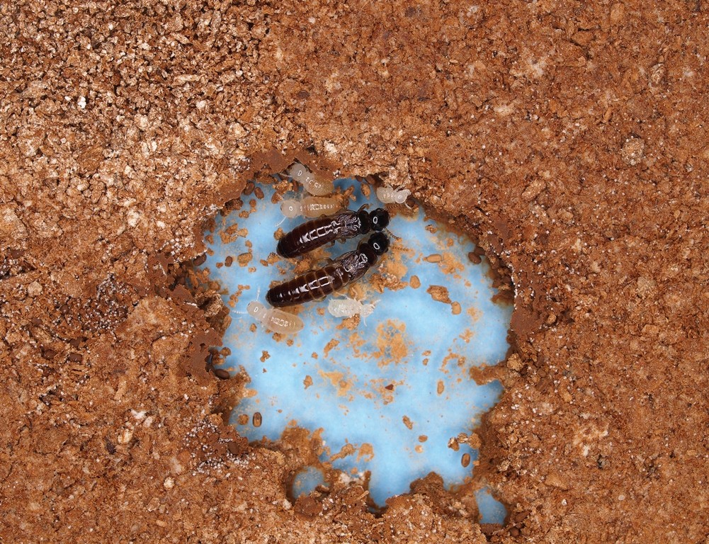 Descubren exitosa sociedad de termitas que sobrevive sin machos, ni uno solo