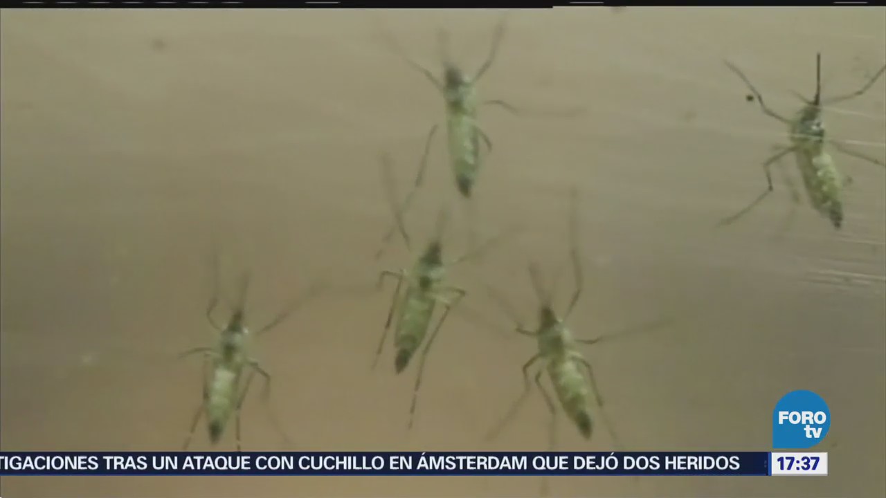Confirman primeros casos de dengue clásico en Sinaloa