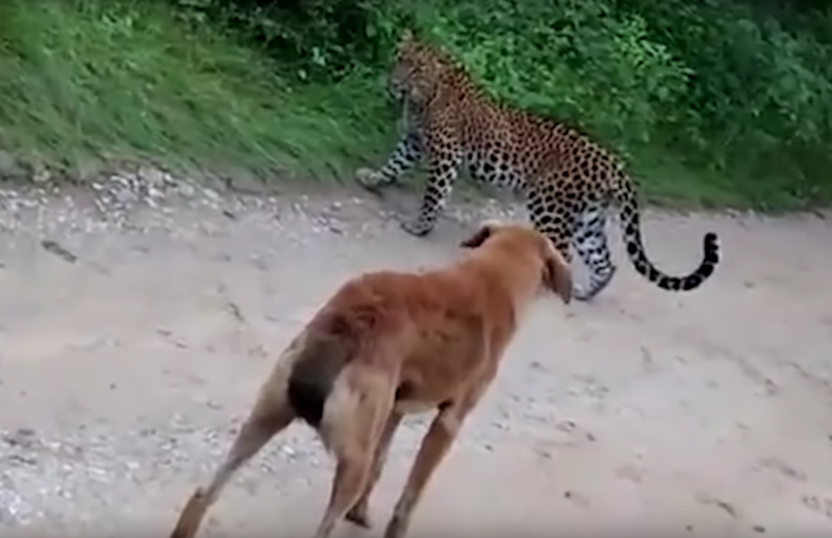 VIDEO: Perrito callejero confronta a leopardo