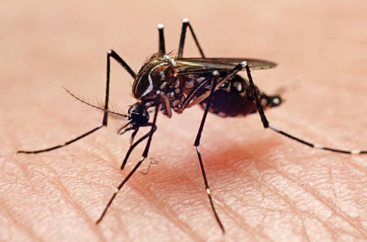 Activan alerta por brote de dengue en Oaxaca