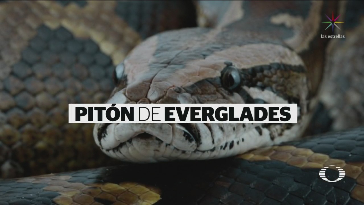 Descubren Especie Súper Serpiente Pitón Florida