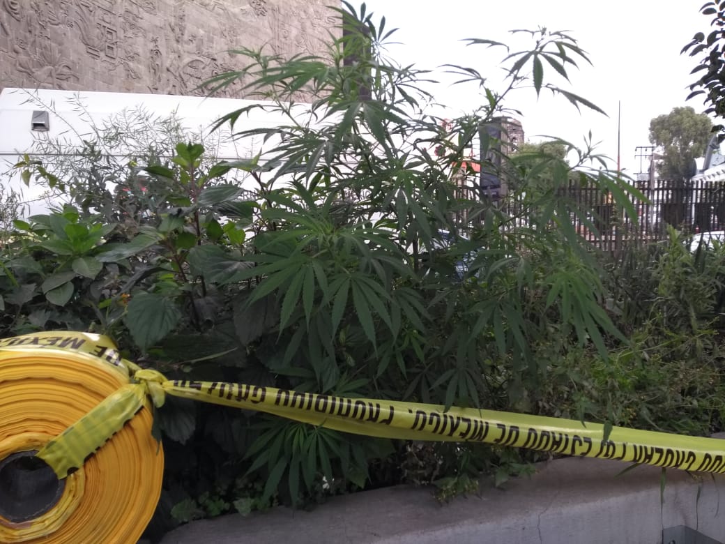 Encuentran plantas de marihuana en camellón de Periférico Norte, Naucalpan