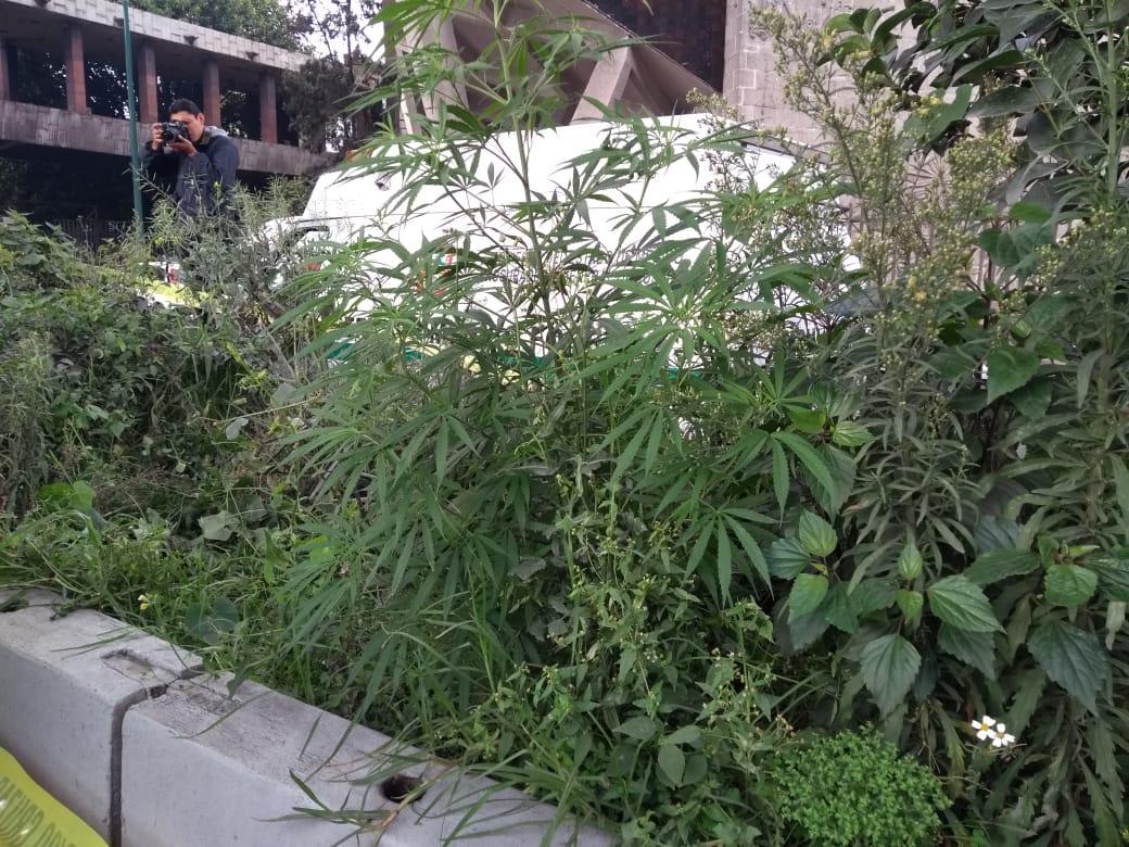 Marihuana crece en camellón de Periférico Norte, Naucalpan