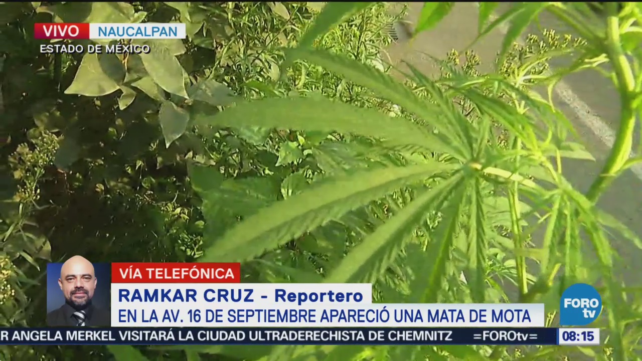 Encuentran planta de marihuana en Periférico, a la altura de Naucalpan