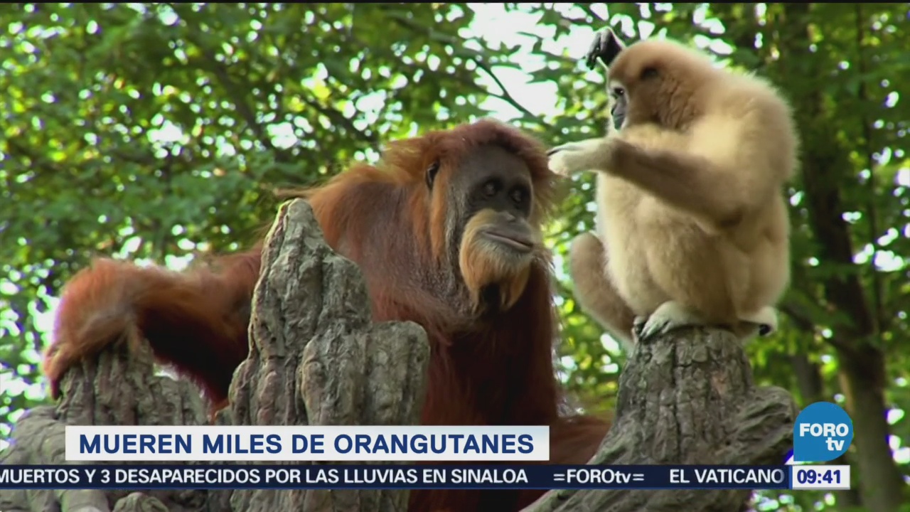 Extra, Extra: Cultivo de palma mata miles de orangutanes
