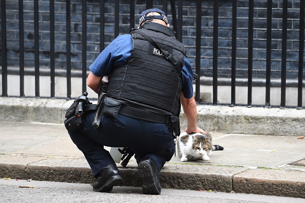 Policía resuelve misterio en Londres; descubre al asesino serial de gatos