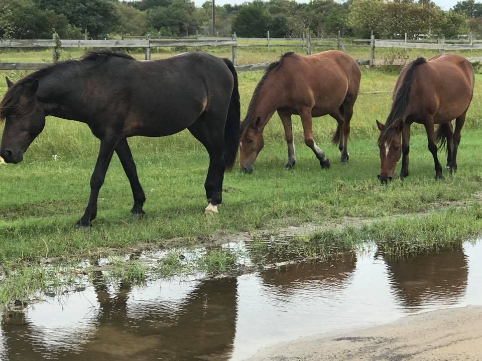 Estos caballos salvajes y ponis sobrevivieron al huracán Florence