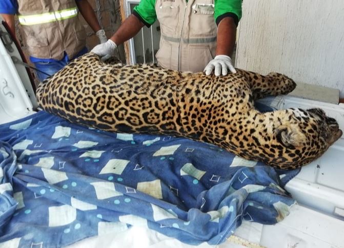 Profepa localiza cuerpo de jaguar cazado en Jesús Carranza, Veracruz . (Sitio oficial)