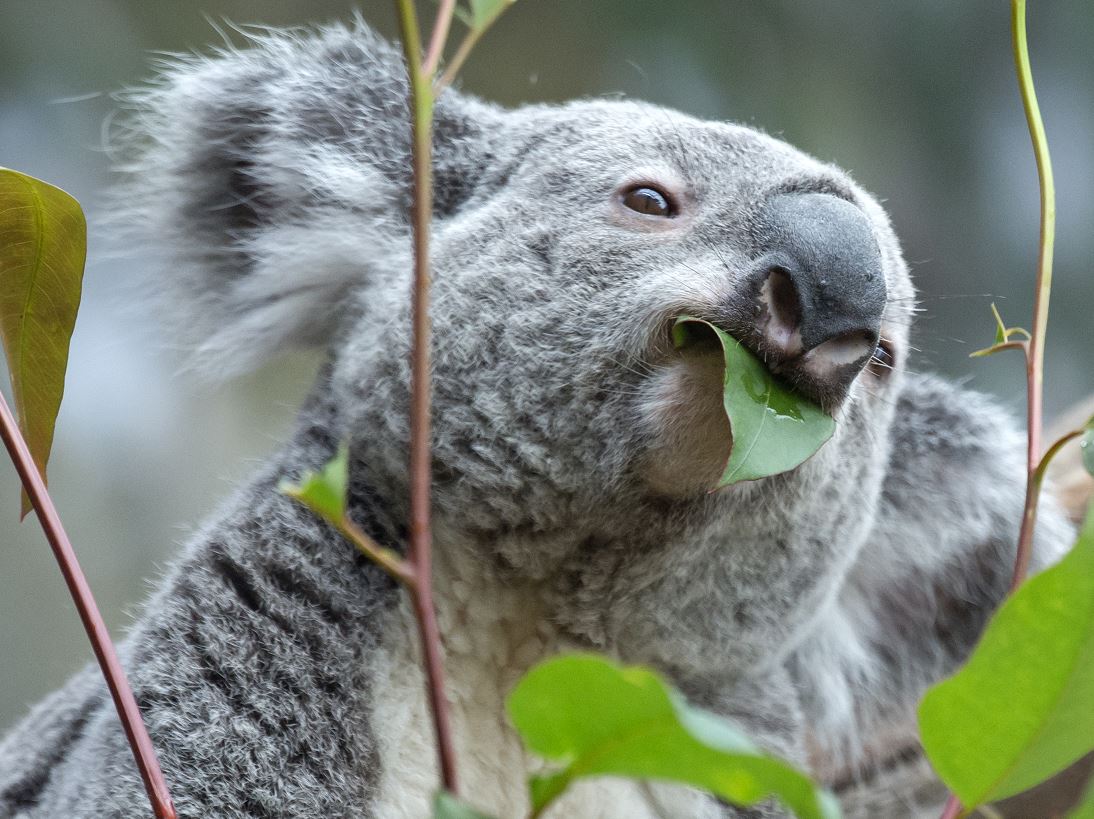 Declaran 'funcionalmente extinto' al koala en Australia
