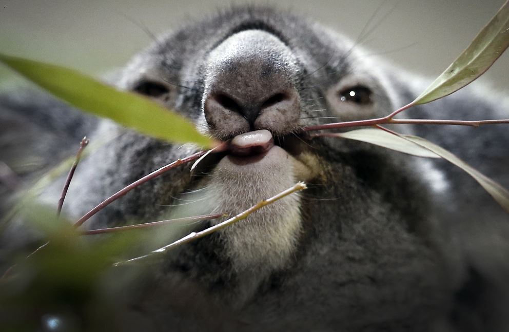 El koala puede llegar a dormir hasta 20 horas al día. (AP, archivo)