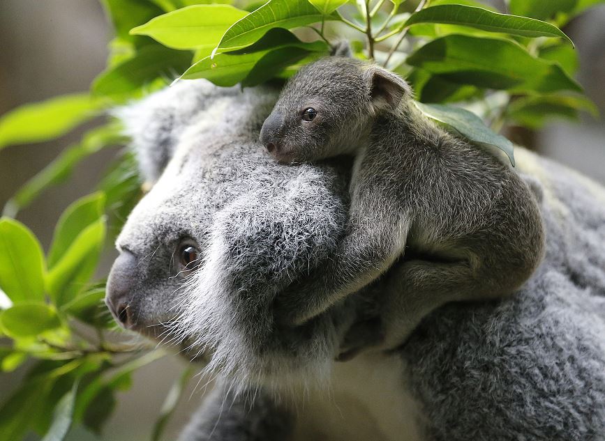 Koalas podrían extinguirse en 2050, en Australia