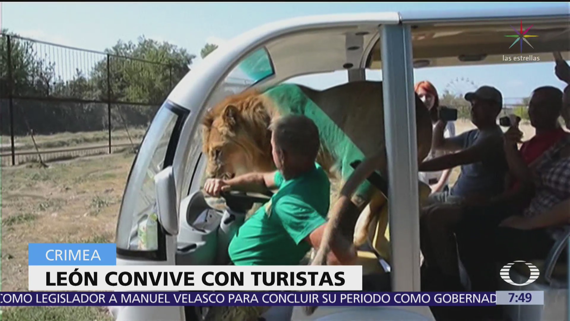 León aborda coche con turistas en parque safari de Crimea
