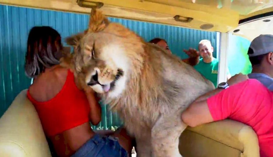 Video: León sube al auto de turistas en parque safari