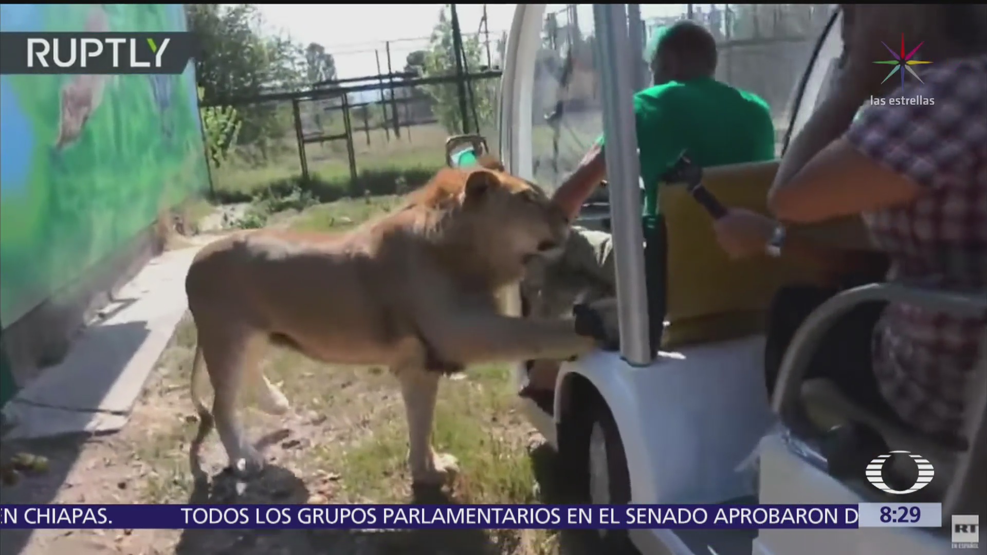 León se sube a carrito de safari en Rusia