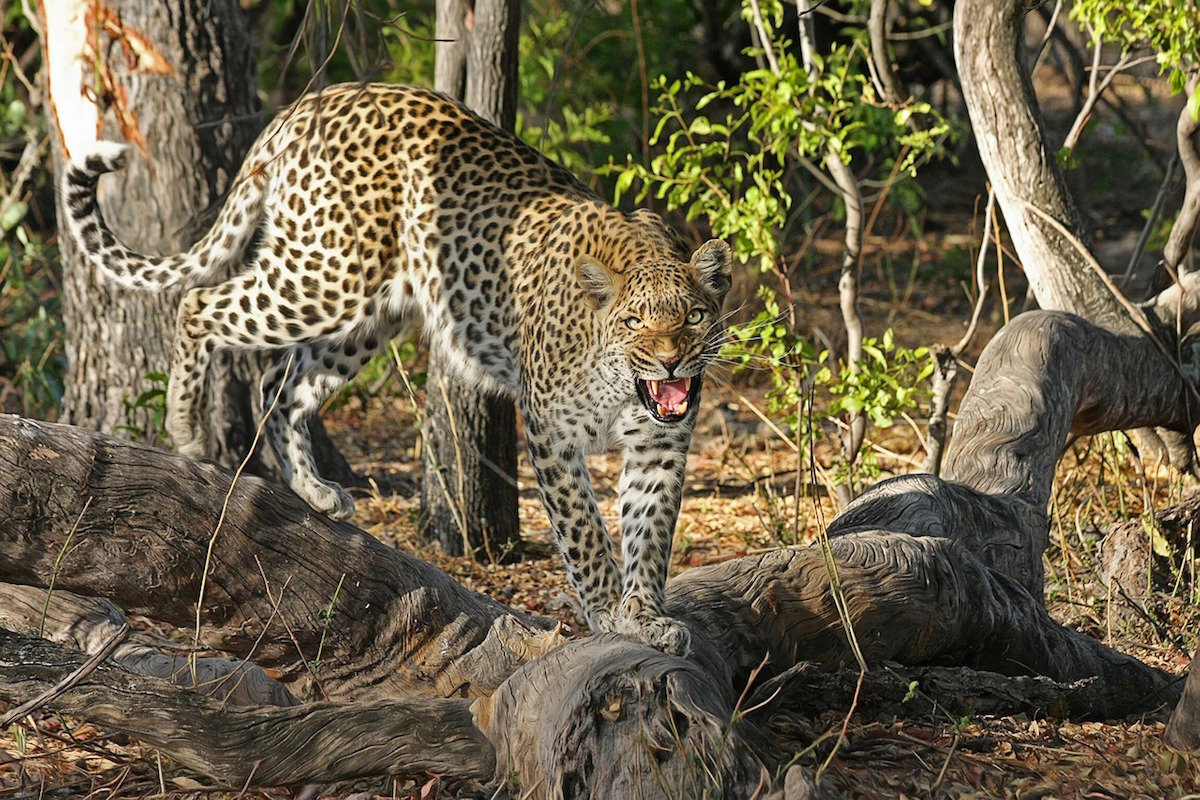 Cazadora mata a uno de los leopardos más grandes del mundo