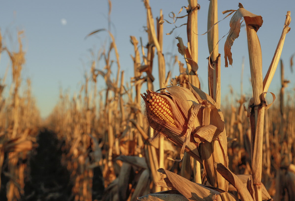 Palomita natural de maíz, tradición en peligro de extinción