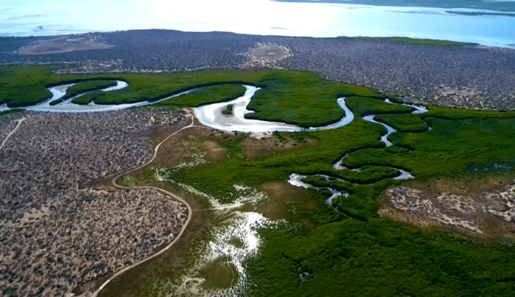 “Carbono azul” protege manglares para eliminar dióxido de carbono