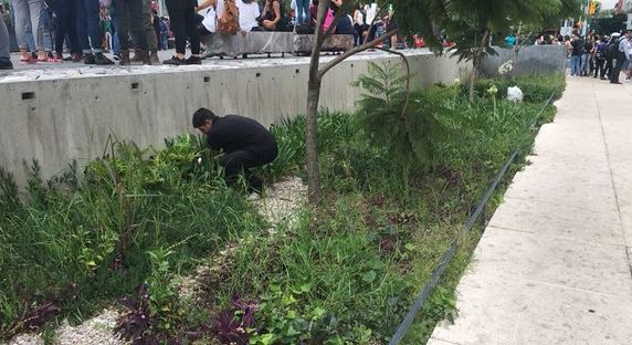 Investigarán plantas de marihuana sembradas en el Monumento