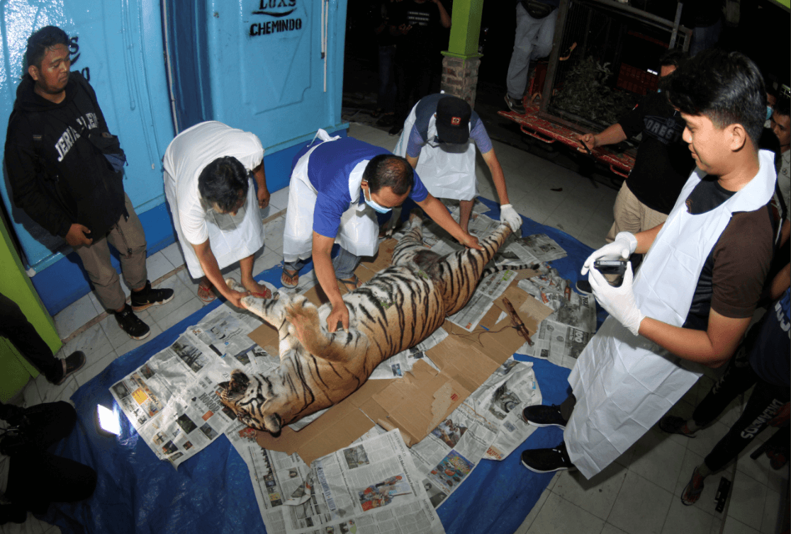 Muere tigresa en Indonesia al caer en trampa para cerdos