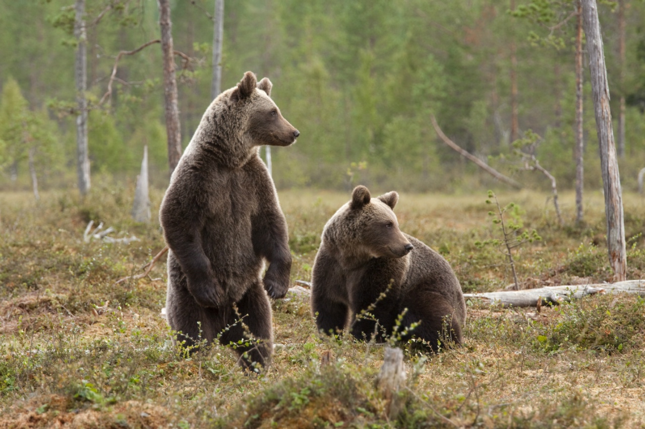Científicos hallaron un antibiótico potente en la saliva del oso pardo de Siberia oriental.